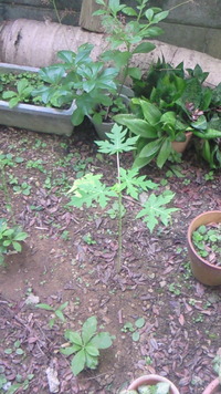 家庭菜園 2010/06/02 08:32:21