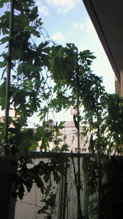 緑のカーテン 2010/06/08 17:28:17