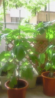 いつになったら。。 2010/09/10 08:41:36