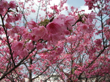 桜並木　（沖縄市海邦町）