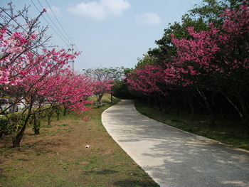 桜並木　（沖縄市海邦町）