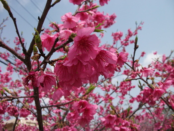 桜並木　（沖縄市海邦町）
