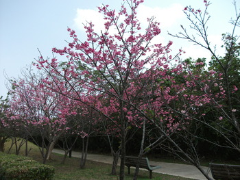桜並木　（沖縄市海邦町）