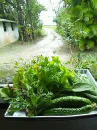 新鮮お野菜