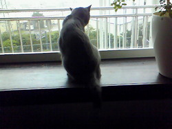 猫カフェ