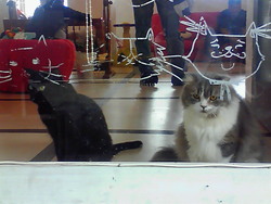 猫カフェ
