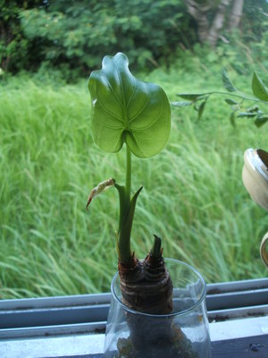 植物手帖