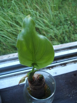 植物手帖