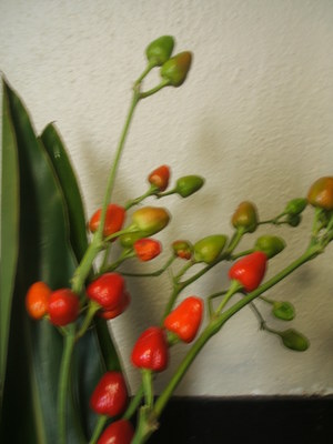 植物手帖