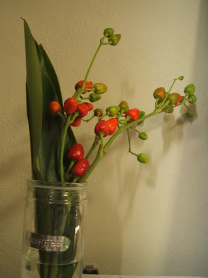 植物手帖
