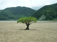 奄美大島のこと②。