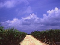 波照間島　サトウキビ畑の道＠壁紙写真情報