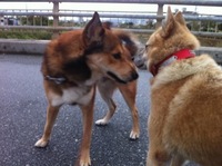 中止になりました。 2010/11/14 07:32:55