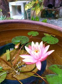 また咲きました… 2011/05/06 17:10:54
