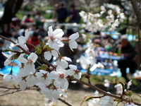 大川桜、開花