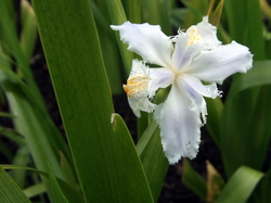 蕪村公園　開園