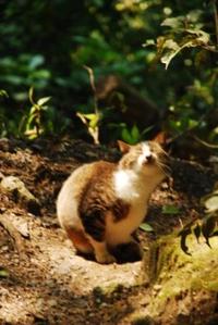 第一回　Web 写真展 （Han-Zo var.）