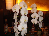 ランの花