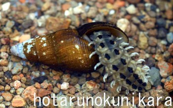 気づきへの芽生え ホタルの国から 久米島 南西諸島 沖縄の小さな島