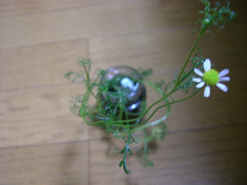 カモミールだよぉ