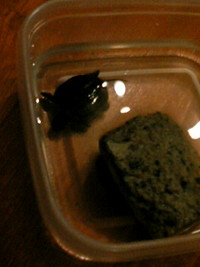 カメ! 2005/12/11 18:57:21