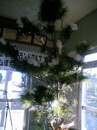 松の木?! 2005/12/18 15:46:43