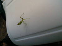 カマキリ 2006/02/13 14:44:10