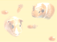 モルモット 2005/11/28 21:46:16
