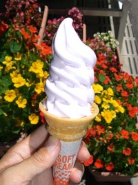 ラベンダー漬け～～