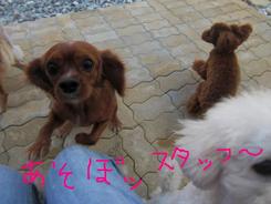 午後のお泊りワンコ～～＾＾