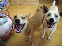 ｙｕｋｉ　＆ｏｒｉｏｎ