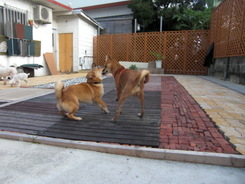 ｙｕｋｉ　＆ｏｒｉｏｎ