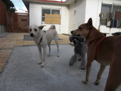 ｙｕｋｉ　＆ｏｒｉｏｎ