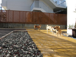 ｙｕｋｉ　＆ｏｒｉｏｎ
