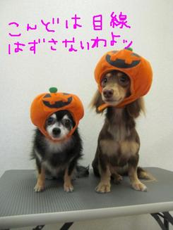 ココアちゃん＆うめちゃん～～