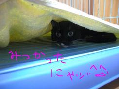 ニャンコの午後～～