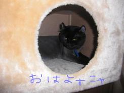 朝だにゃん！！