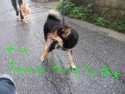 今朝のお泊りワンコ♡￫ܫ￩♡