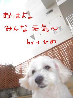 今朝のお泊りワンコ♡￫ܫ￩♡