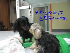 今日のお泊りワンコ～～＾＾