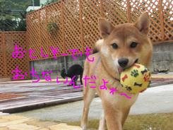 今日のお泊りワンコ～～＾＾