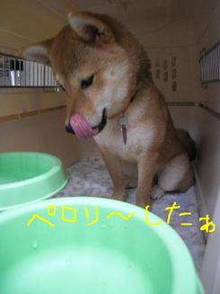今朝のお泊りのお友達～～