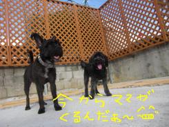 今日のお泊りワンコ～～＾＾