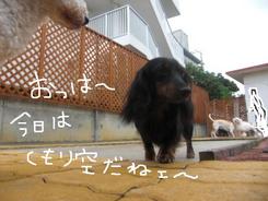 今朝のお泊りのお友達～～
