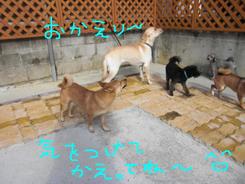 今日のお泊りワンコ～～＾＾