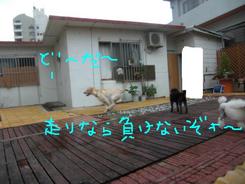 今朝のお泊りのお友達～～