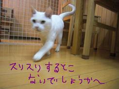 プリンセスちゃんの午後～～