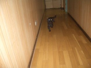 ろぉ～あぁ～の午後