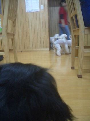 ろぉ～あぁ～の午後
