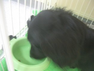 ろぉ～あぁ～の午後